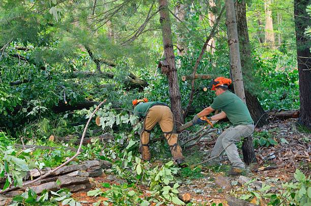 Tree Service Company in Reiffton, PA